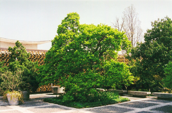 Magnolia (Magnolia x loebneri) at Walton's Garden Center