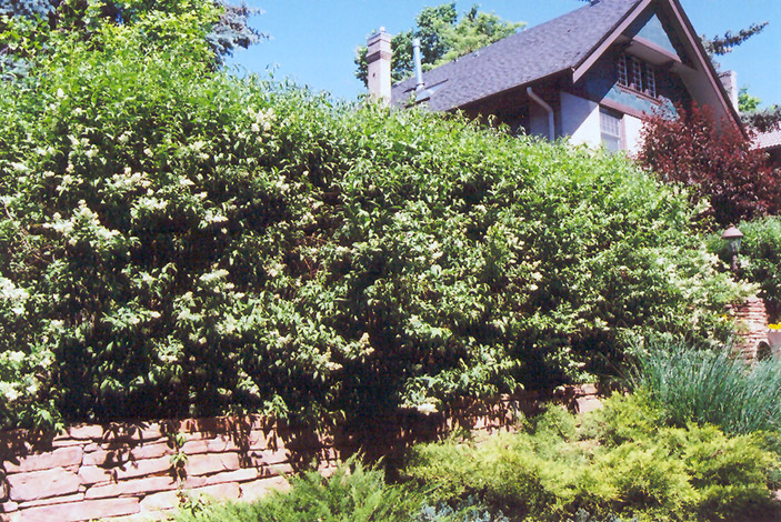 Common Privet (Ligustrum vulgare) at Walton's Garden Center
