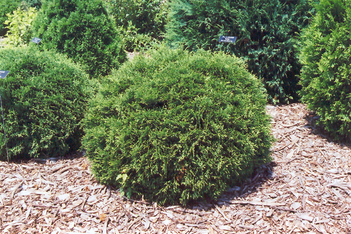 Hetz Midget Arborvitae (Thuja occidentalis 'Hetz Midget') at Walton's Garden Center