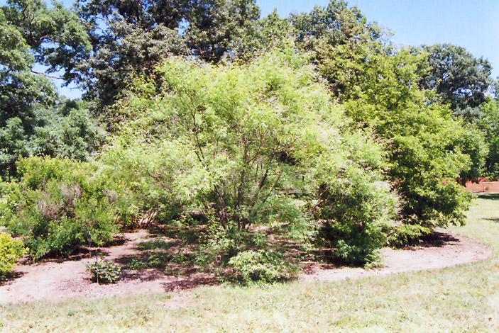 Chaste Tree (Vitex negundo) at Walton's Garden Center