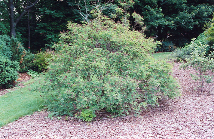 Indigo Bush (Amorpha fruticosa) at Walton's Garden Center
