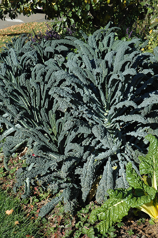 Dinosaur Kale (Brassica oleracea var. sabellica 'Lacinato') at Walton's Garden Center