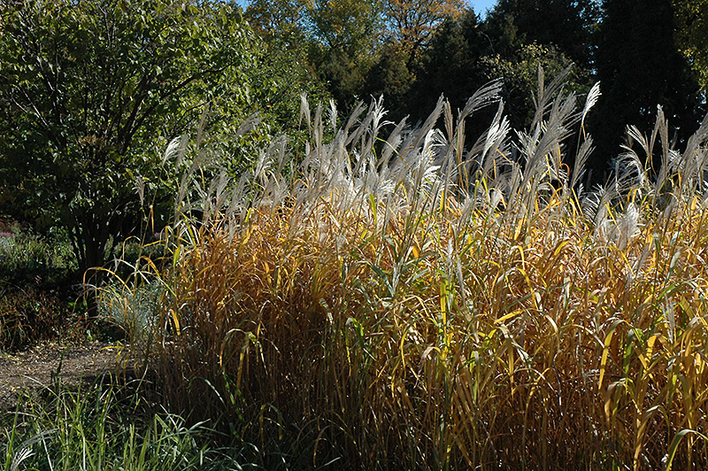 Maiden Grass (Miscanthus sinensis) at Walton's Garden Center