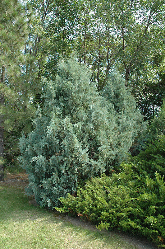 Wichita Blue Juniper (Juniperus scopulorum 'Wichita Blue') at Walton's Garden Center