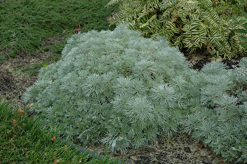 Silver Mound Artemesia (Artemisia schmidtiana 'Silver Mound') at Walton's Garden Center