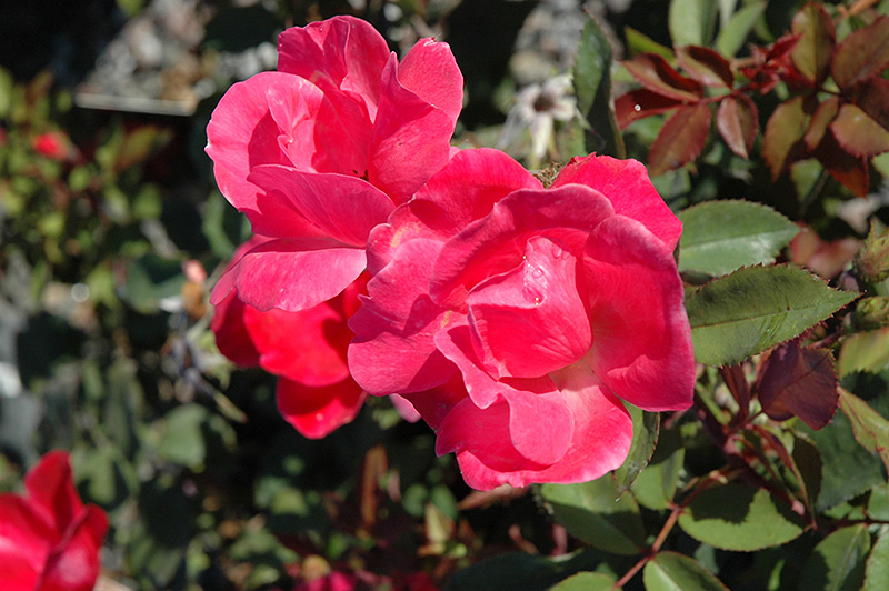 Pink Knock Out Rose (Rosa 'Radcon') at Walton's Garden Center