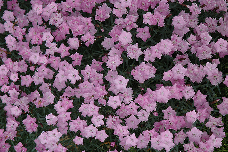 Bath's Pink Pinks (Dianthus 'Bath's Pink') at Walton's Garden Center