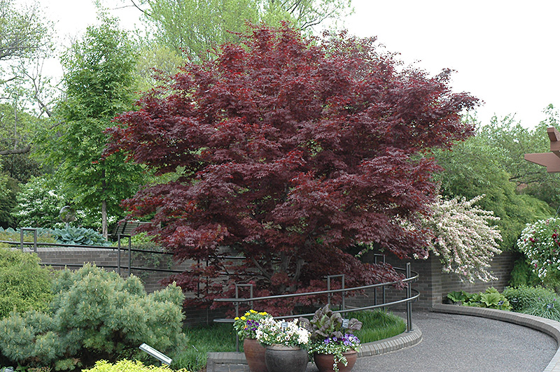 Bloodgood Japanese Maple (Acer palmatum 'Bloodgood') at Walton's Garden Center
