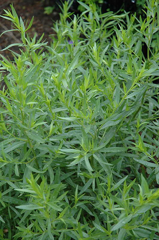 French Tarragon (Artemisia dracunculus 'Sativa') at Walton's Garden Center