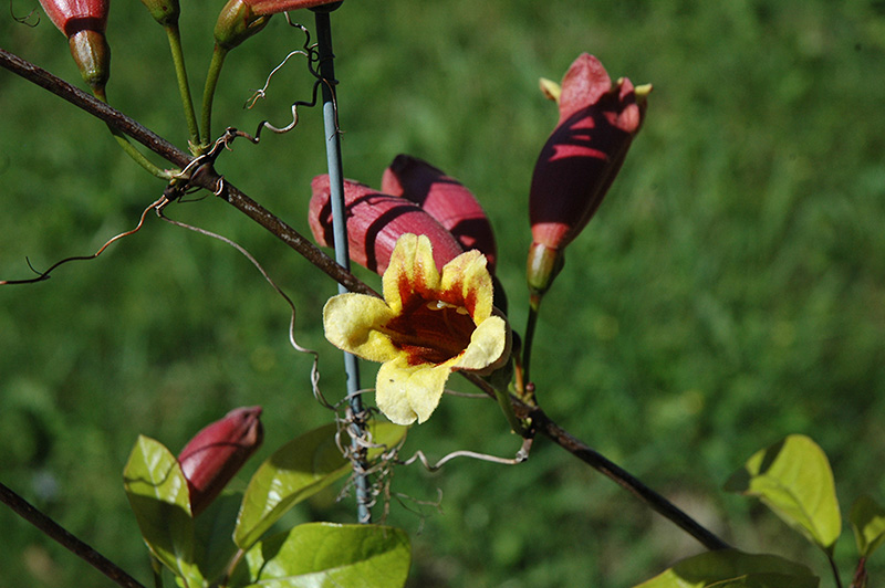 Cross Vine (Bignonia capreolata) at Walton's Garden Center
