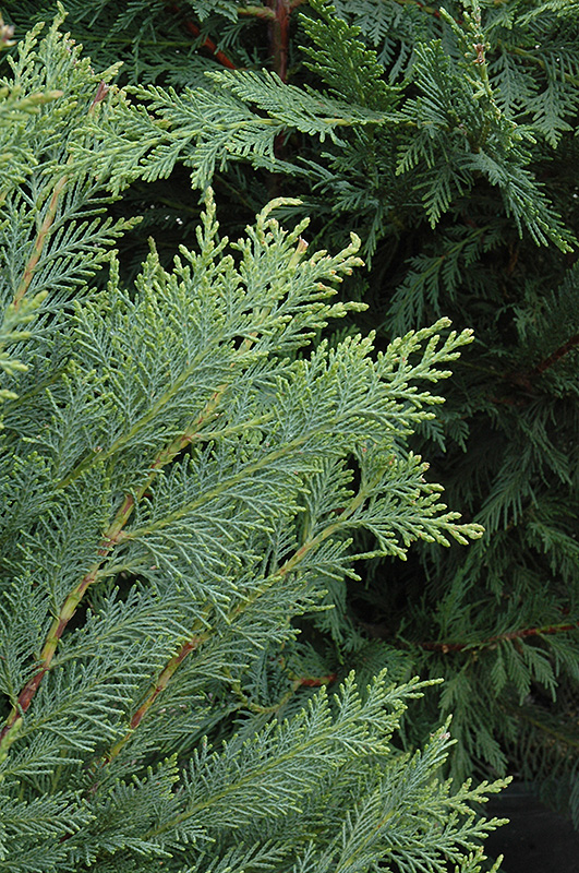 Leyland Cypress (Cupressocyparis x leylandii) at Walton's Garden Center