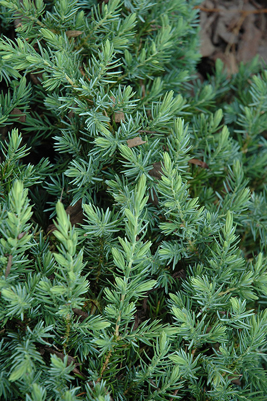 Blue Pacific Shore Juniper (Juniperus conferta 'Blue Pacific') at Walton's Garden Center