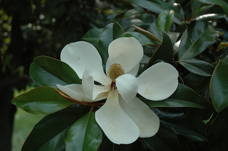 Southern Magnolia (Magnolia grandiflora) at Walton's Garden Center