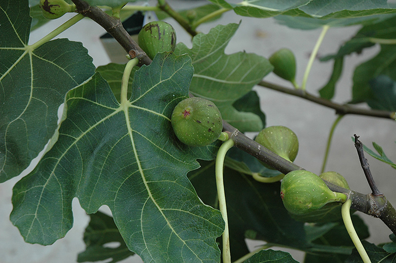 Mission Fig (Ficus carica 'Mission') at Walton's Garden Center