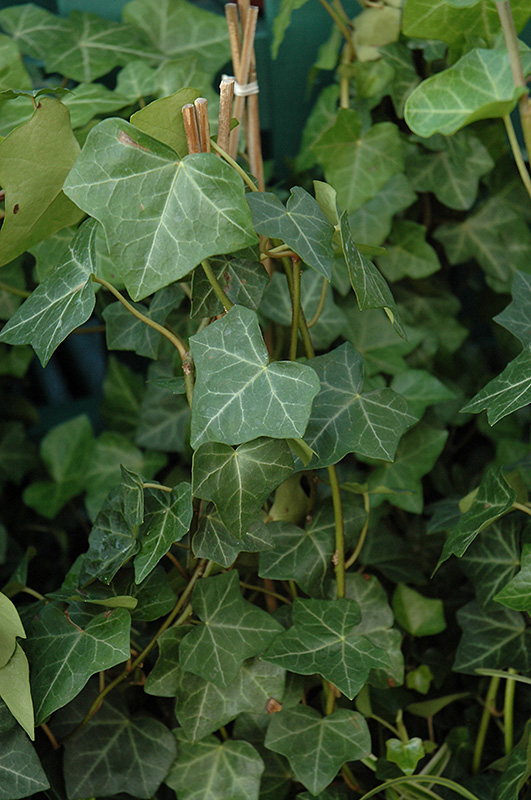 Thorndale Ivy (Hedera helix 'Thorndale') at Walton's Garden Center