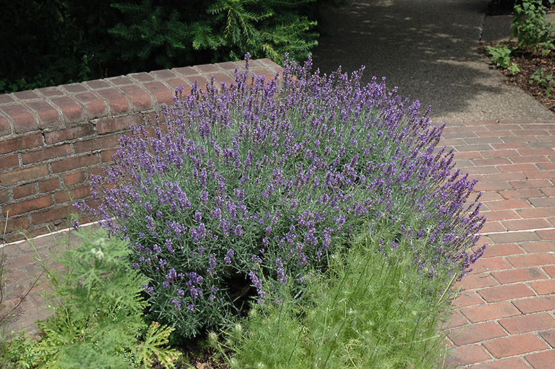 English Lavender (Lavandula angustifolia) at Walton's Garden Center