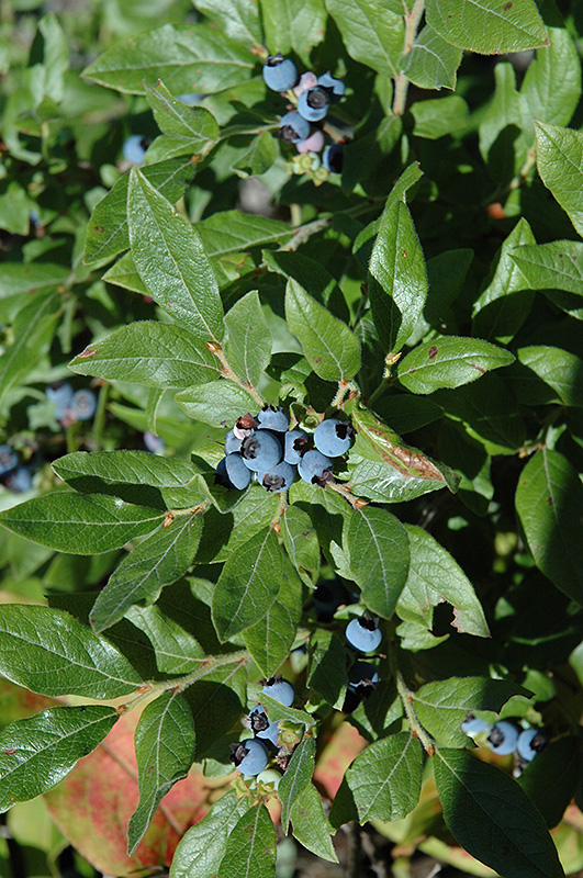 Lowbush Blueberry (Vaccinium angustifolium) at Walton's Garden Center