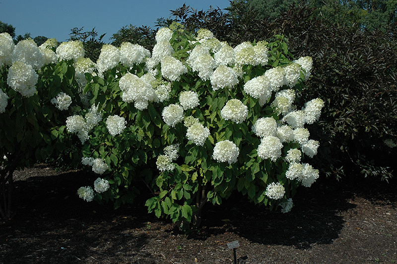 Phantom Hydrangea (Hydrangea paniculata 'Phantom') at Walton's Garden Center