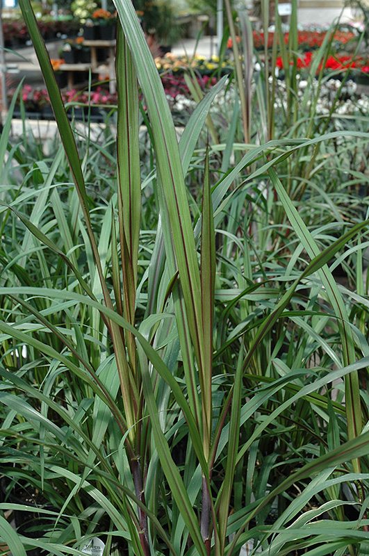 Princess Fountain Grass (Pennisetum purpureum 'Princess') at Walton's Garden Center