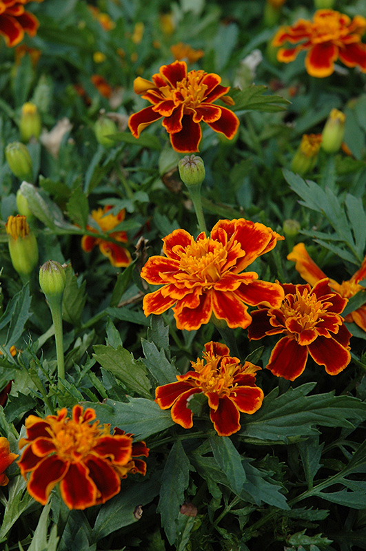 Durango Flame Marigold (Tagetes patula 'Durango Flame') at Walton's Garden Center