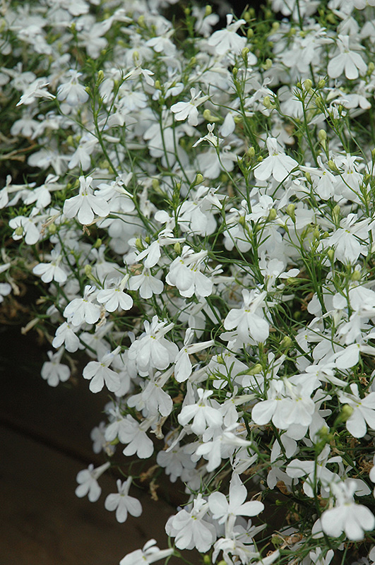 Techno White Lobelia (Lobelia erinus 'Techno White') at Walton's Garden Center
