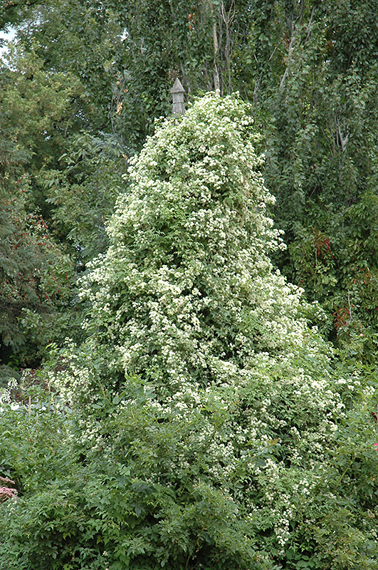 Sweet Autumn Clematis (Clematis terniflora) at Walton's Garden Center