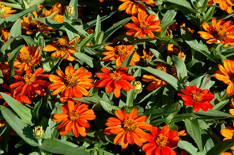 Profusion Orange Zinnia (Zinnia 'Profusion Orange') at Walton's Garden Center