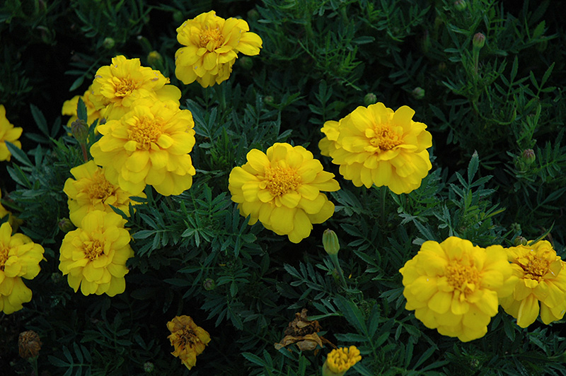 Durango Yellow Marigold (Tagetes patula 'Durango Yellow') at Walton's Garden Center