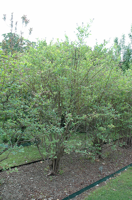 Climax Rabbiteye Blueberry (Vaccinium ashei 'Climax') at Walton's Garden Center
