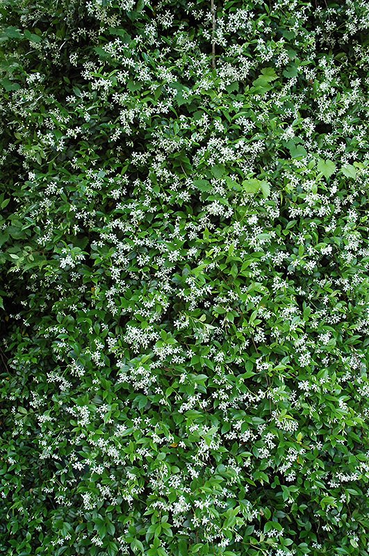 Confederate Star-Jasmine (Trachelospermum jasminoides) at Walton's Garden Center