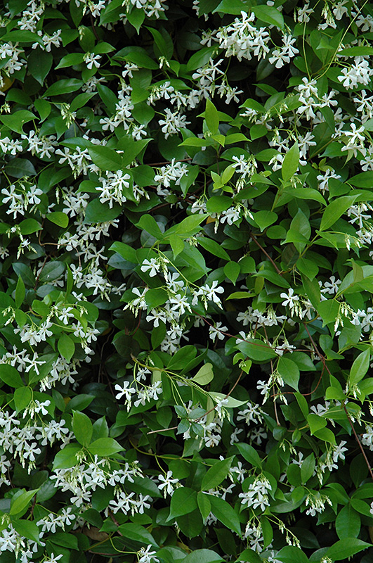 Confederate Star-Jasmine (Trachelospermum jasminoides) at Walton's Garden Center