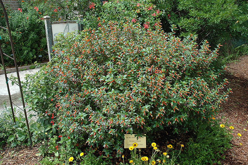 Firecracker Plant (Cuphea ignea) at Walton's Garden Center