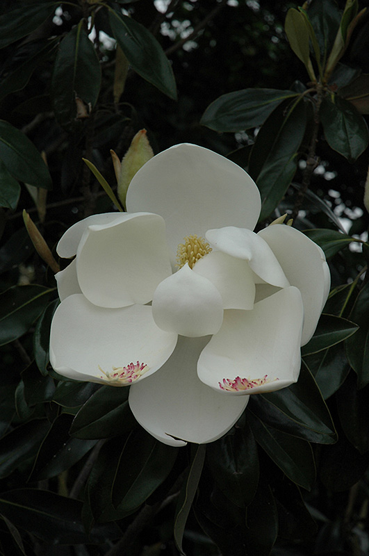 Teddy Bear Magnolia (Magnolia grandiflora 'Southern Charm') at Walton's Garden Center