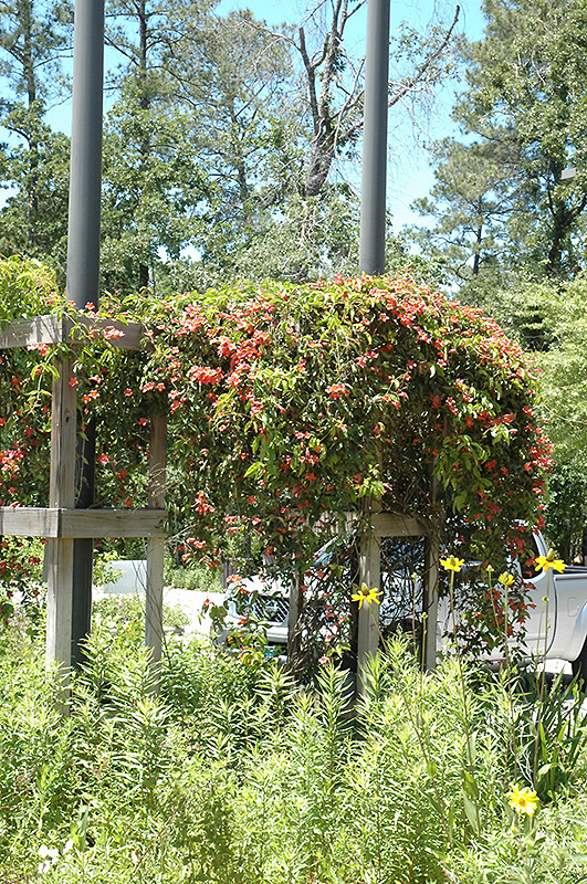 Cross Vine (Bignonia capreolata) at Walton's Garden Center