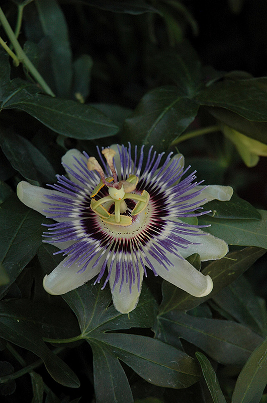Incense Passion Flower (Passiflora 'Incense') at Walton's Garden Center