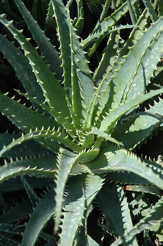 Hedgehog Aloe (Aloe humilis 'Hedgehog') at Walton's Garden Center