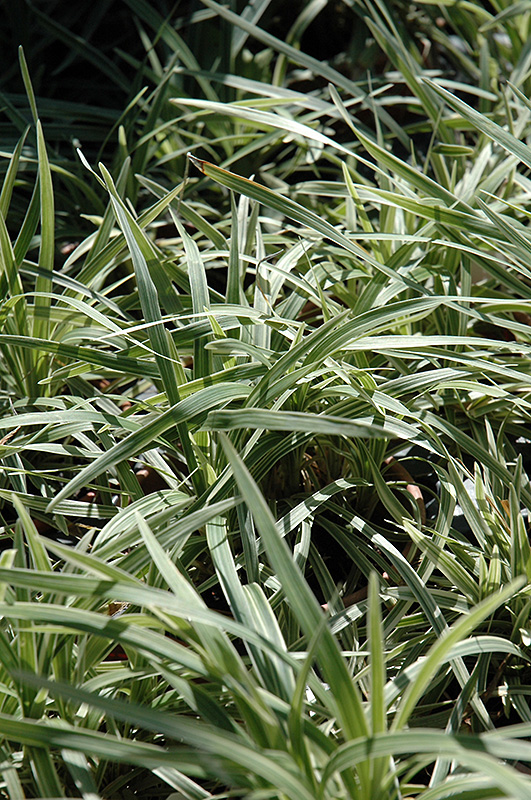 Aztec Grass Lily Turf (Liriope muscari 'Aztec Grass') at Walton's Garden Center