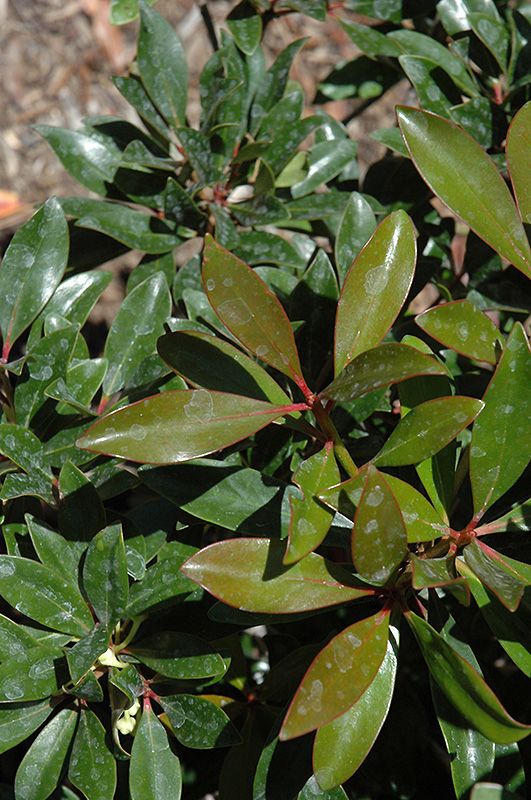 Bronze Beauty Cleyera (Ternstroemia gymnanthera 'Conthery') at Walton's Garden Center