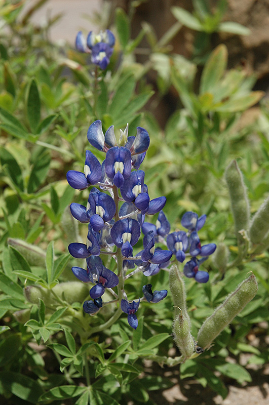 Texas Bluebonnet (Lupinus texensis) at Walton's Garden Center