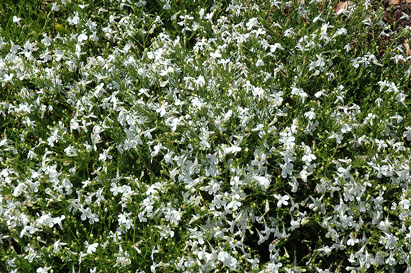 Techno White Lobelia (Lobelia erinus 'Techno White') at Walton's Garden Center