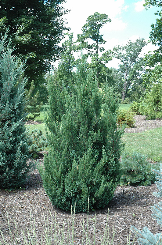 Blue Point Juniper (Juniperus chinensis 'Blue Point') at Walton's Garden Center