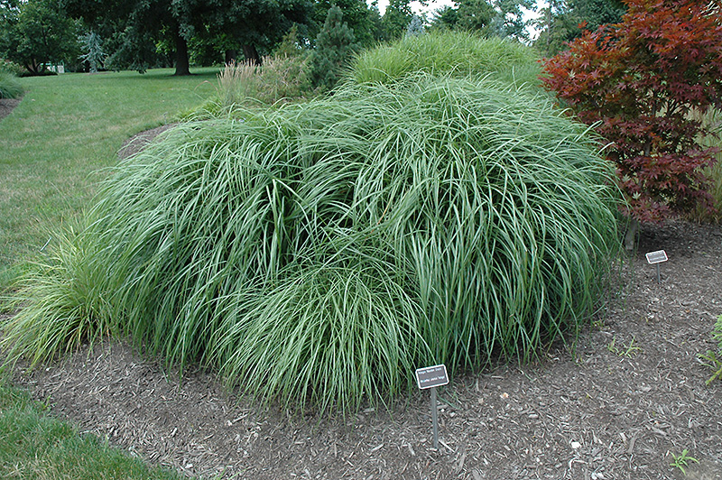 Adagio Maiden Grass (Miscanthus sinensis 'Adagio') at Walton's Garden Center
