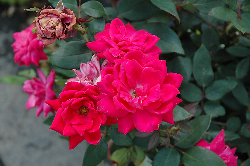 Knock Out Double Red Rose (Rosa 'Radtko') at Walton's Garden Center
