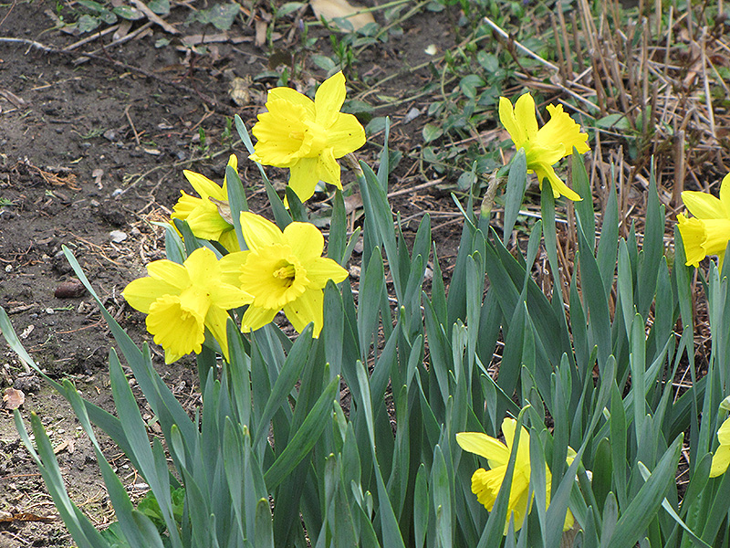 Dutch Master Daffodil (Narcissus 'Dutch Master') at Walton's Garden Center