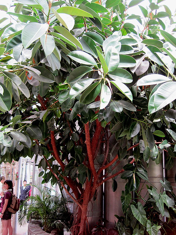 Rubber Tree (Ficus elastica) at Walton's Garden Center