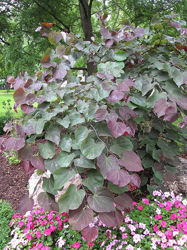 Forest Pansy Redbud (Cercis canadensis 'Forest Pansy') at Walton's Garden Center