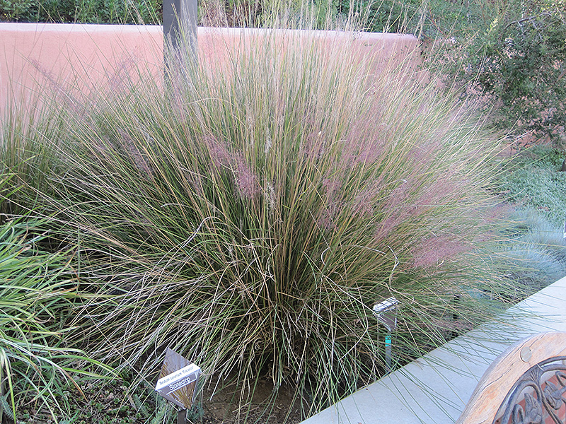 Pink Muhly Grass (Muhlenbergia capillaris 'Pink Muhly') at Walton's Garden Center