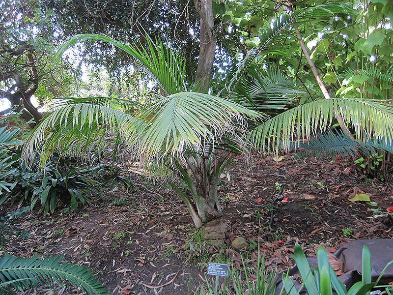 Majesty Palm (Ravenea rivularis) at Walton's Garden Center