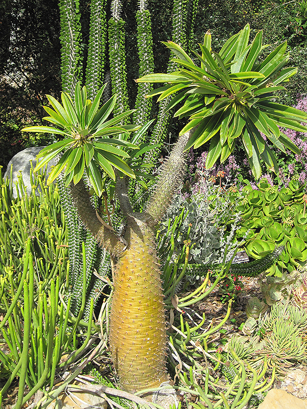 Madagascar Palm (Pachypodium lamerei) at Walton's Garden Center