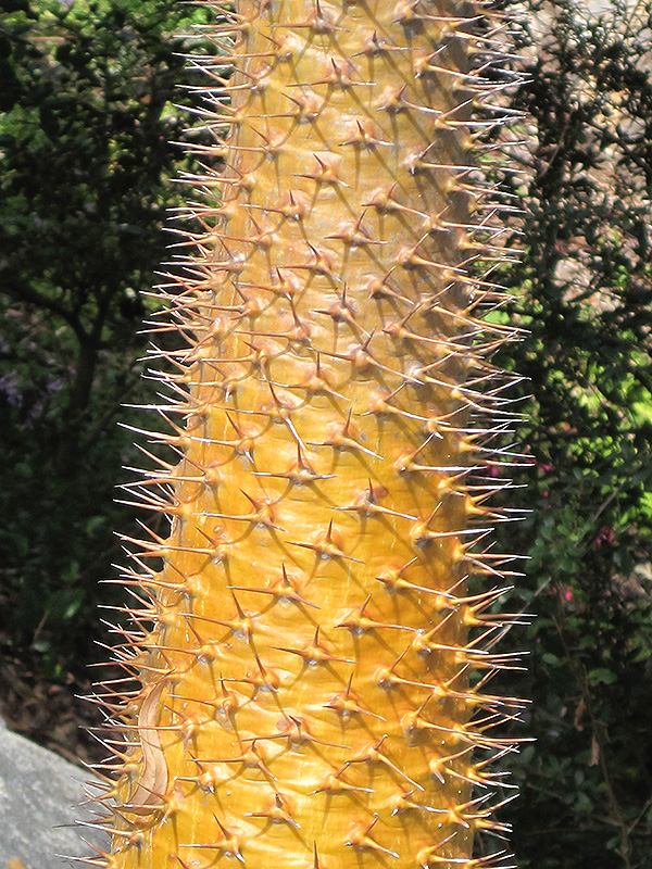 Madagascar Palm (Pachypodium lamerei) at Walton's Garden Center